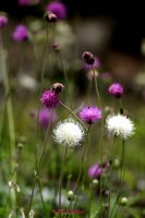 Alpendistel Rot und Weiss